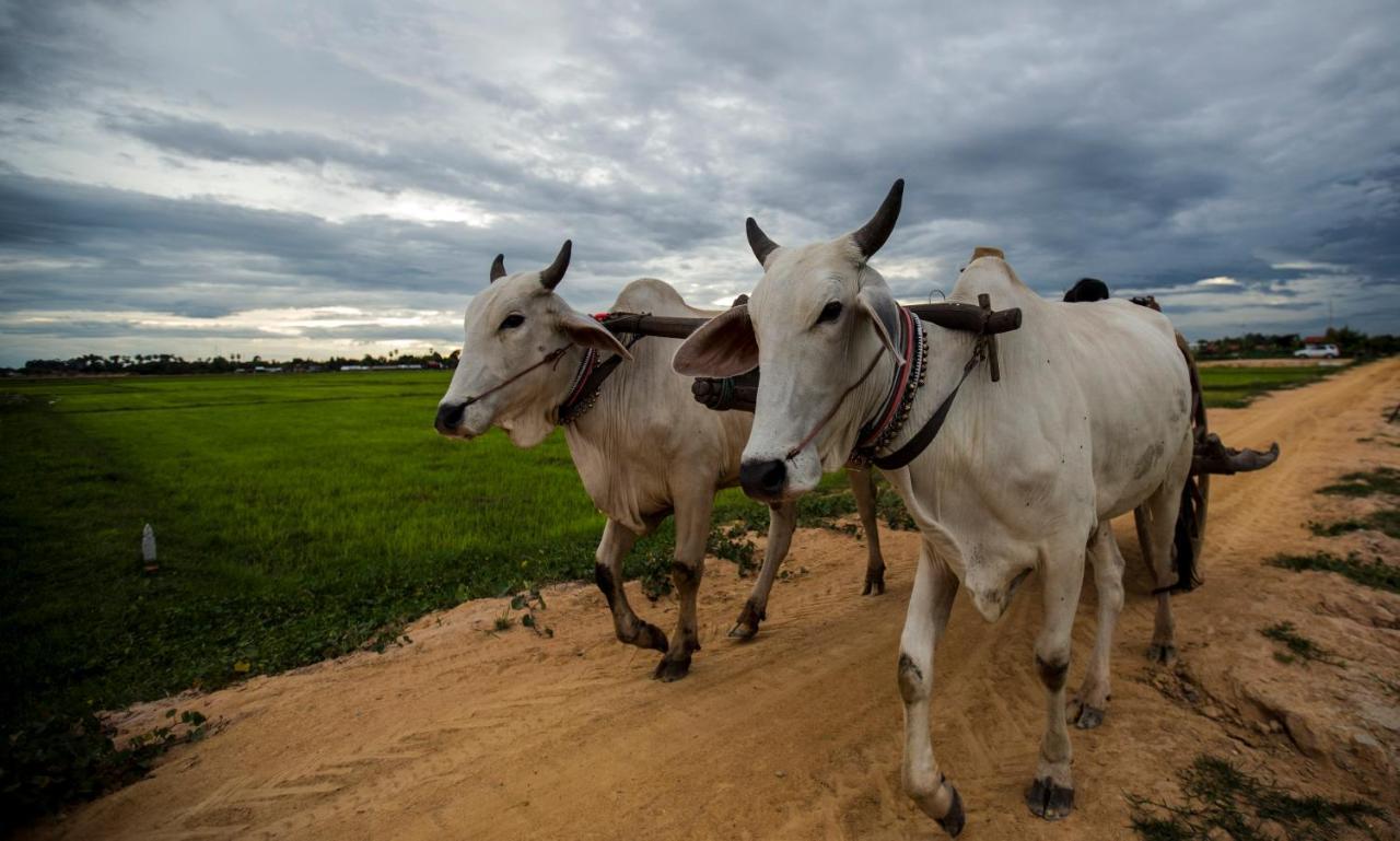 Madam Sokha Homesteading Siem Reap Zewnętrze zdjęcie